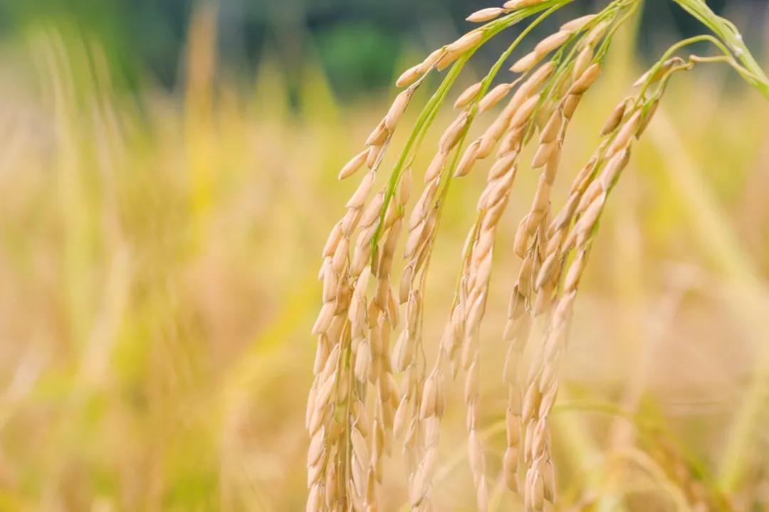 写作积累30首芒种诗词读起来真美,最经典的十首芒种诗词