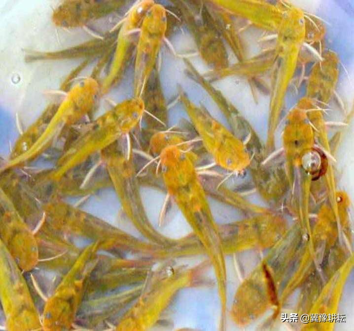人工繁殖黄颡鱼鱼种，花三分钟了解相关知识，助力水产养殖发展