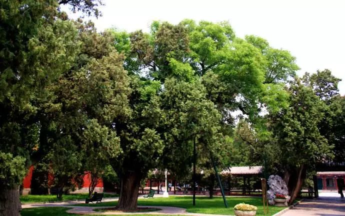 山花野鸟｜园林花语