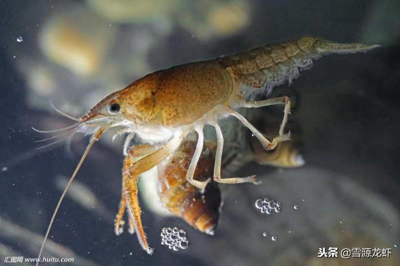 养龙虾需要具备哪些条件,龙虾养殖会遇到什么问题