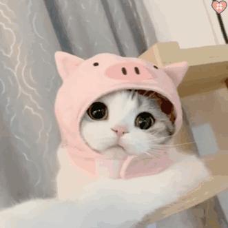 表情包收益现状,表情包现在还赚钱吗