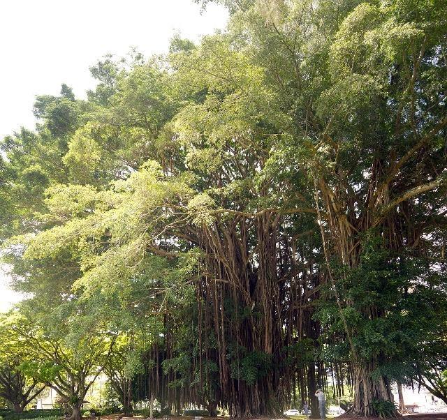 榕树移栽发芽慢,榕树养殖温度