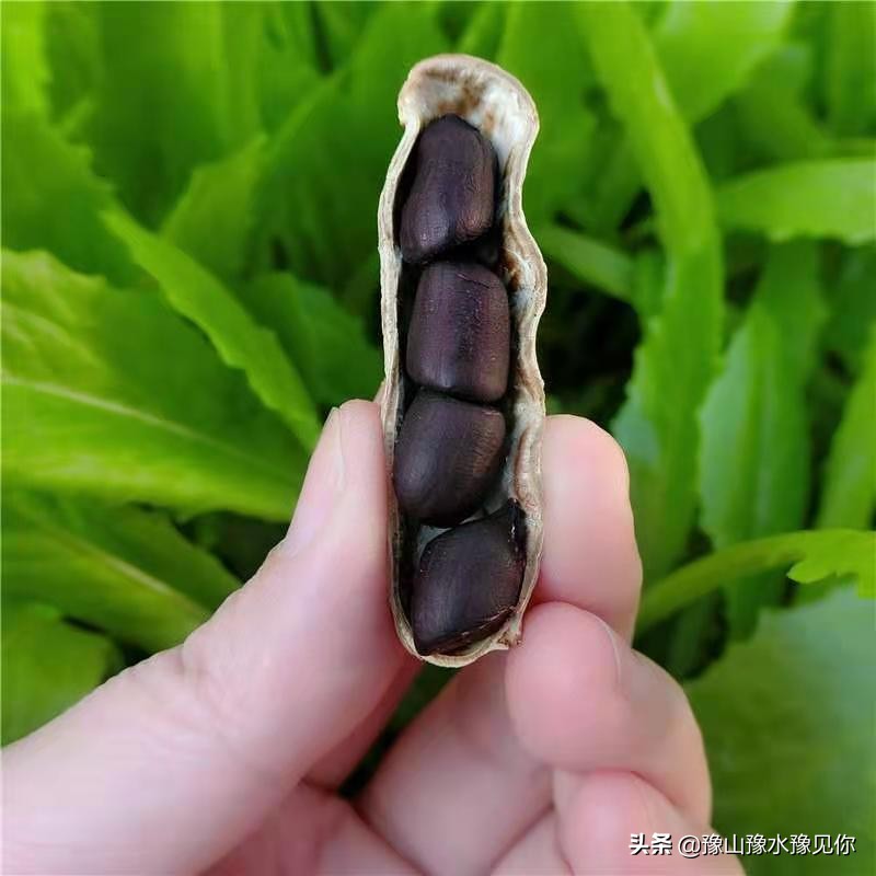 怪味花生五颜六色,发现生活中的每一抹色彩