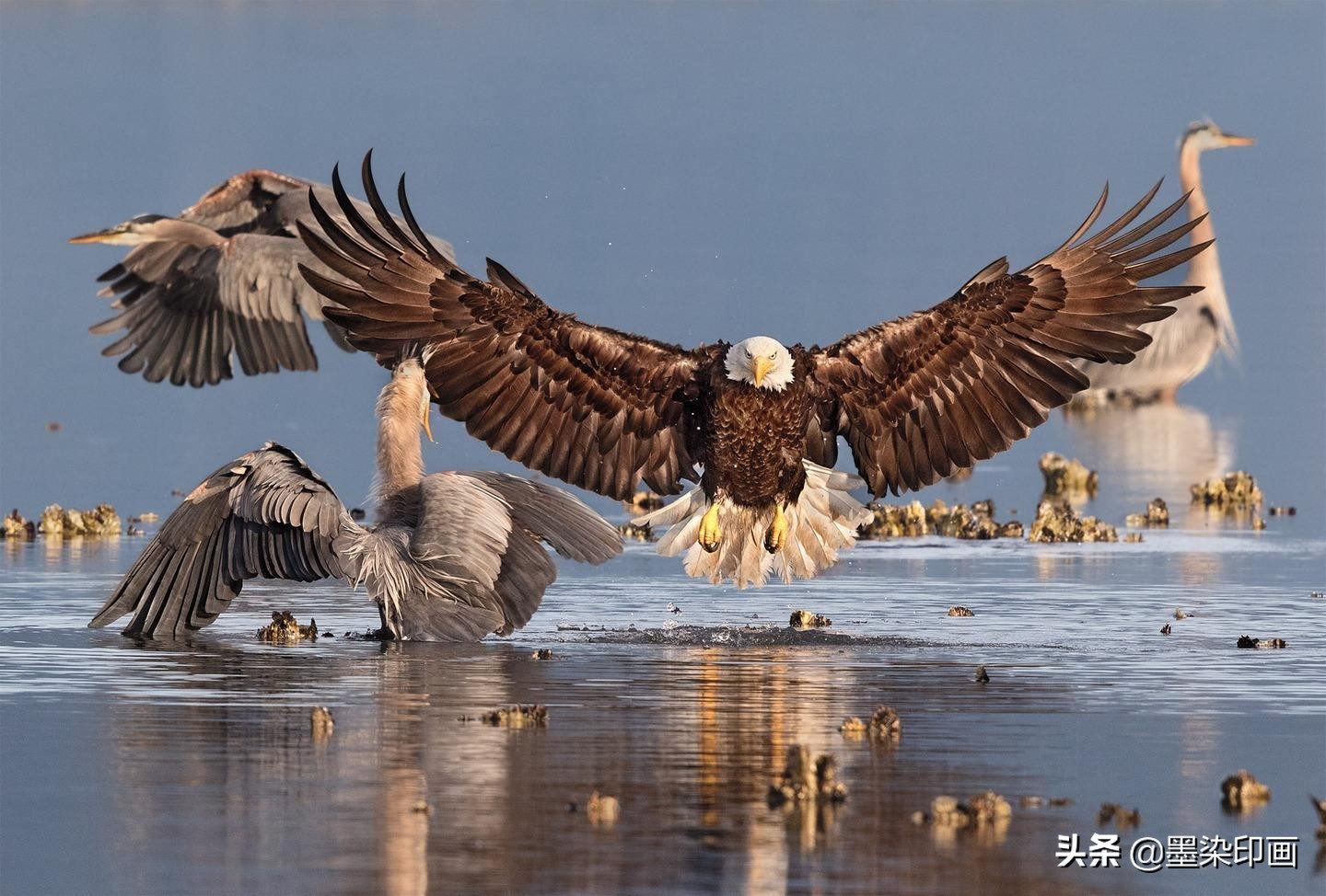 观鸟拍鸟最佳效果图,如何拍鸟这些鸟类摄影技巧要学会