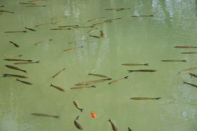 黑鱼基本都在哪,关于黑鱼的深度解析