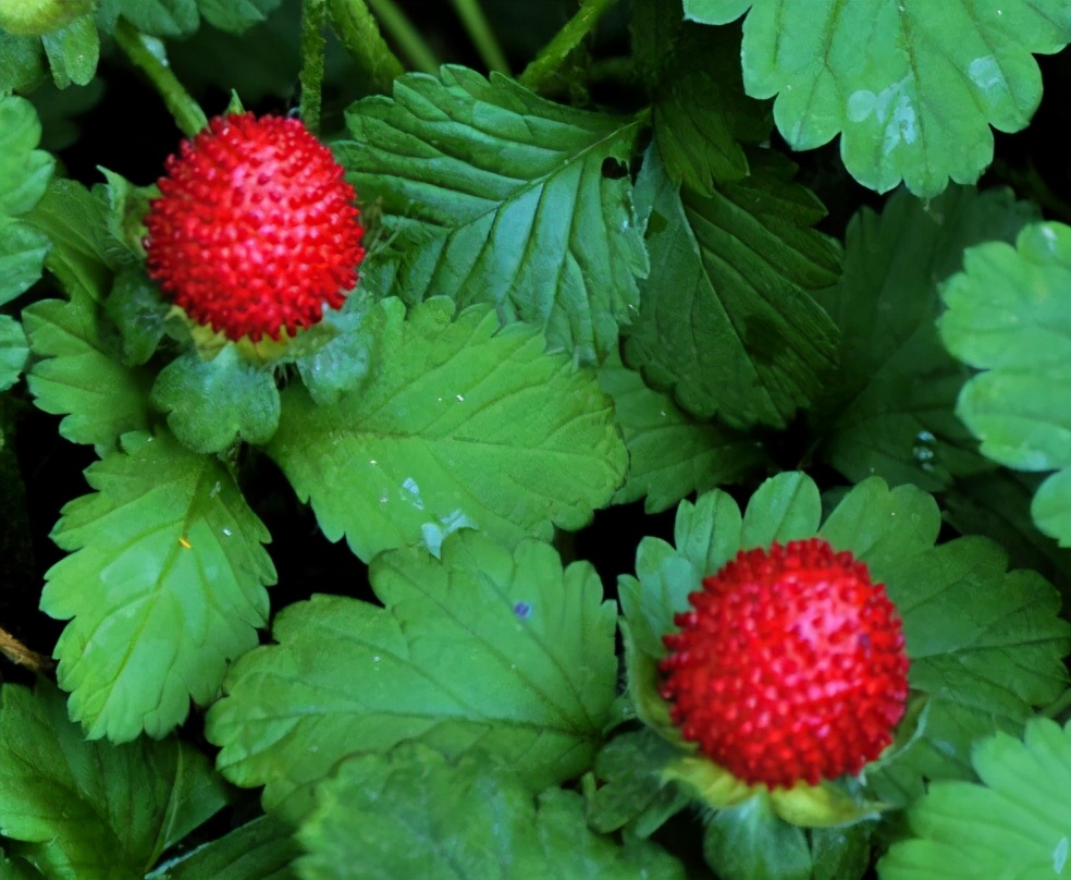 蛇莓几月熟,六月有蛇莓吗