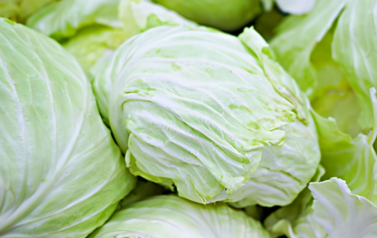 买包菜哪种最好,包菜买松点还是紧实点