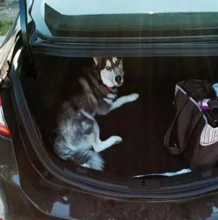 举报偷渡入境人员,偷渡入境的猫