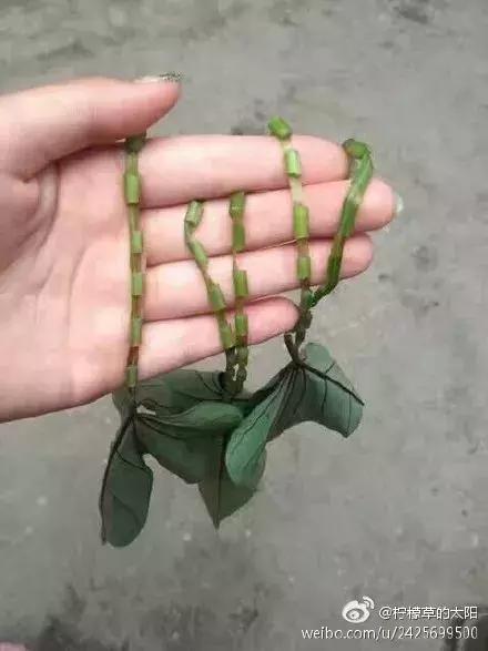 还珠格格20年后重聚尔康,还珠格格20年重逢结尾最后一首歌