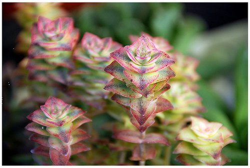 多肉长大长肥还不上色怎么办,多肉怎么长得又快又肥