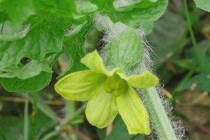 西瓜开花结果期不坐果怎么办,西瓜出现裂果的原因