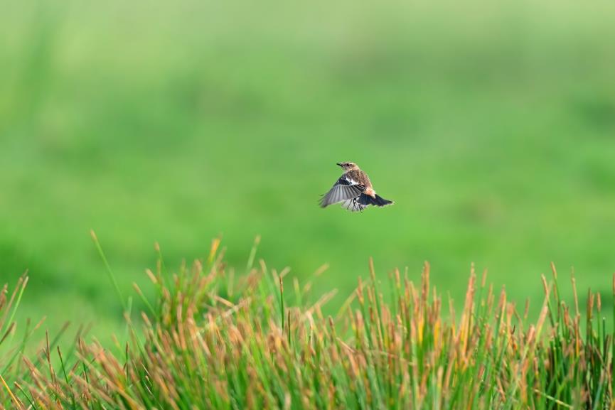 索尼alpha6000使用方法,索尼alpha6000使用技巧