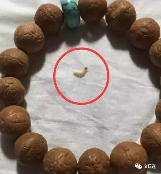 菩提手串长毛发霉有危害,菩提手串长虫子对我们有什么危害