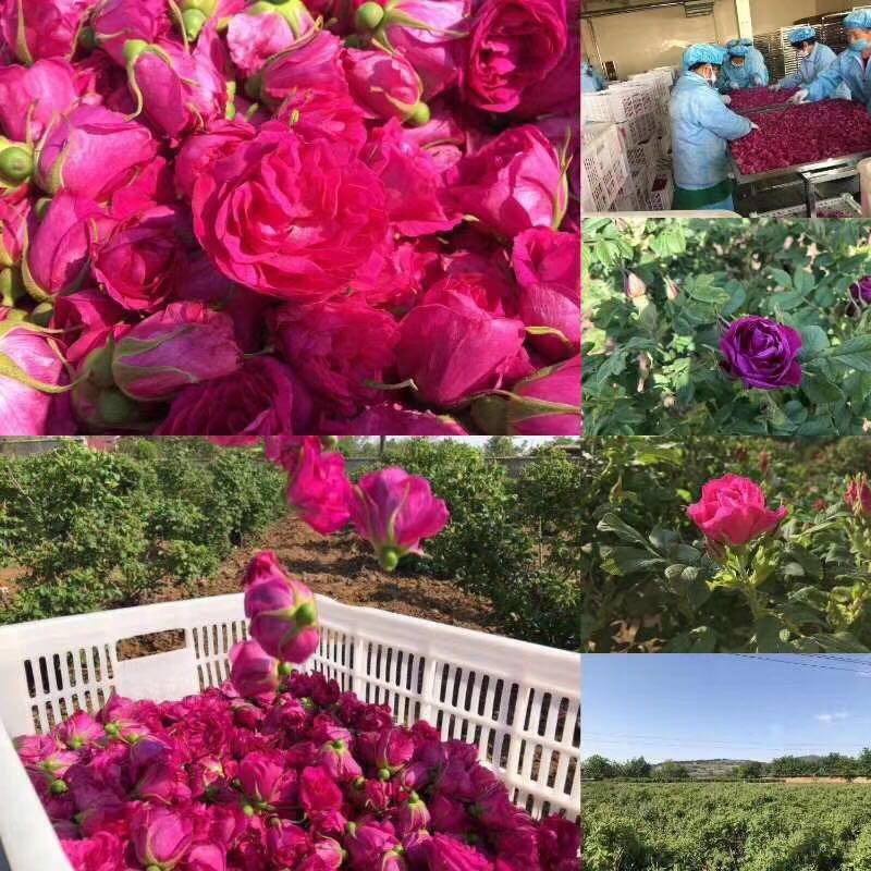 玫瑰细胞液是什么功效,大马士革玫瑰细胞液