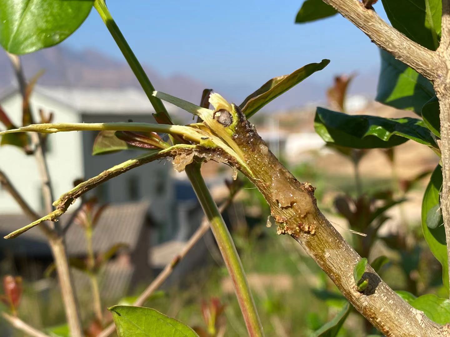 石榴钻心虫什么原因,石榴钻心虫防治最佳时间
