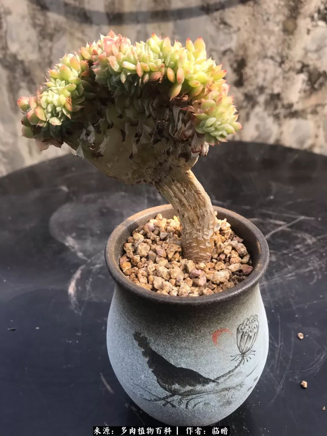 多肉带给我的感情,多肉给人们带什么作用