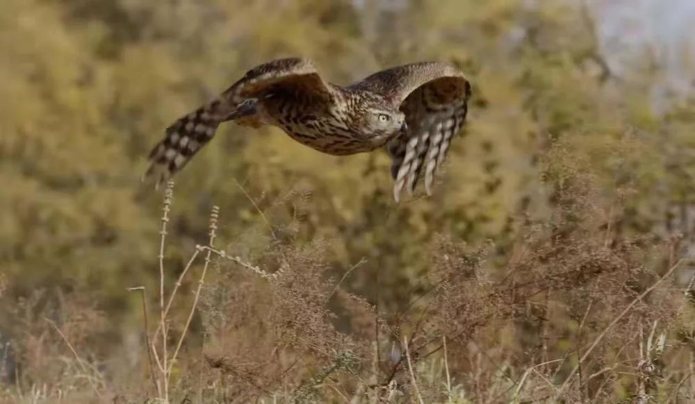 天空霸主鹰傲天,天空霸主