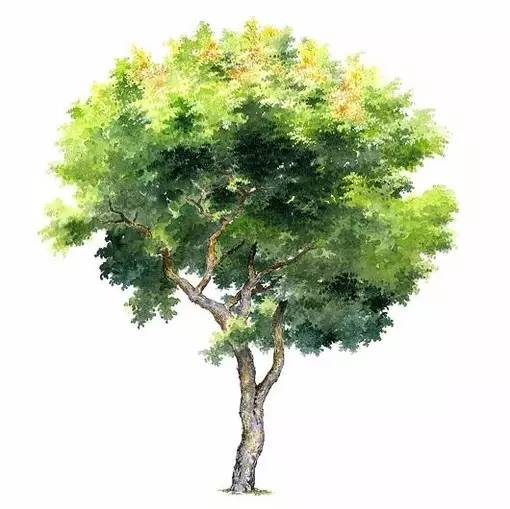 十种不同树叶的画法,五种不同树木的画法简单的