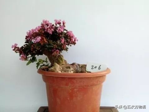 大叶紫薇和大花紫薇一样吗,大花紫薇大叶紫薇