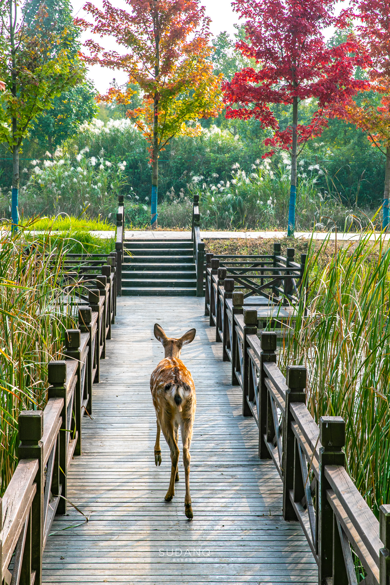 江苏泗洪的风景,江苏的苏南和苏北有什么区别