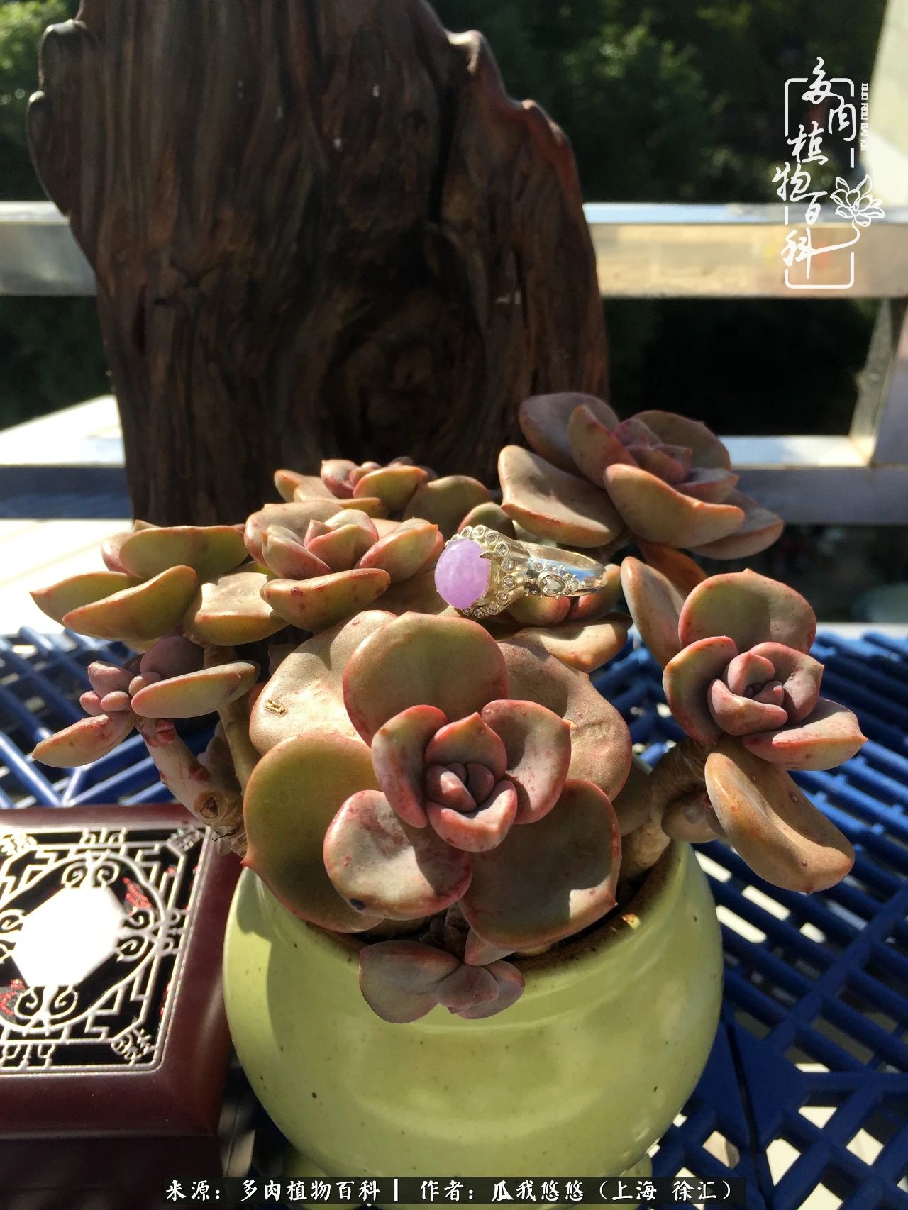 享受岁月,享受岁月静好歌曲原唱