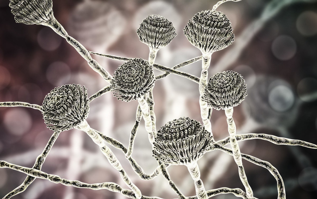 不懂病虫害,不懂预防疾病的案例