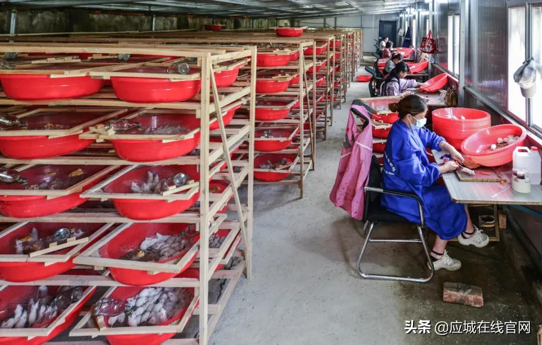 湖北应城：小小一只鼠，实现年创收千万元