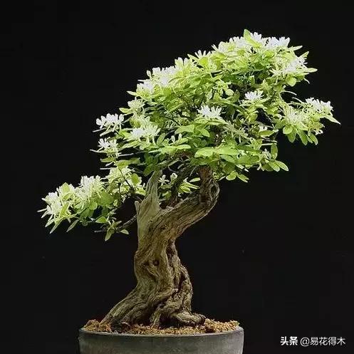 金银花黄叶子有黑斑是怎么回事,金银花现在发黄是啥原因