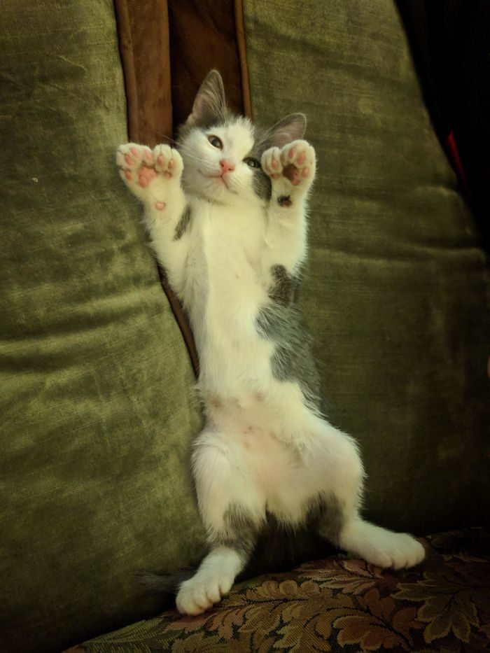 四只耳朵的猫有多稀有,四只耳朵的猫科动物