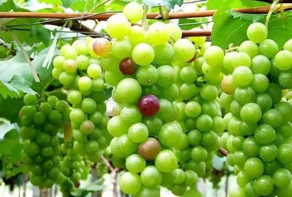 葡萄鸟害药物防治,葡萄萌芽期管理注意问题