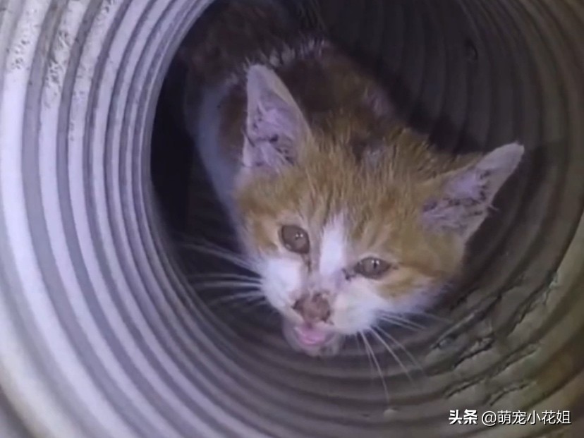 流浪猫掉进了通风井里没水喝,流浪猫为什么掉进井里
