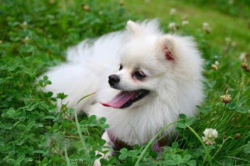 博美犬掉毛掉得厉害是什么原因,博美犬掉毛的原因与处理方法