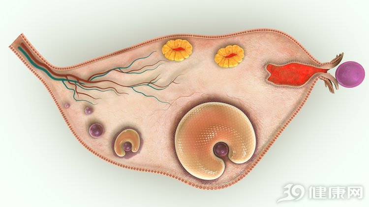 音频│身体的秘密：那些没遇到真爱的卵子，最后都去哪儿了？