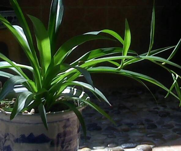 金心吊兰叶片黑心怎么回事,吊兰黑根怎样处理