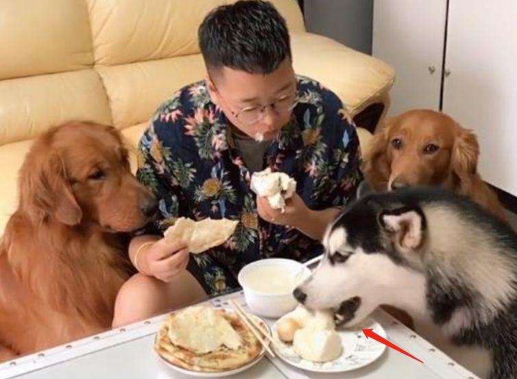 狗能吃狗粮还能吃什么,狗只能吃狗粮吗可以吃什么