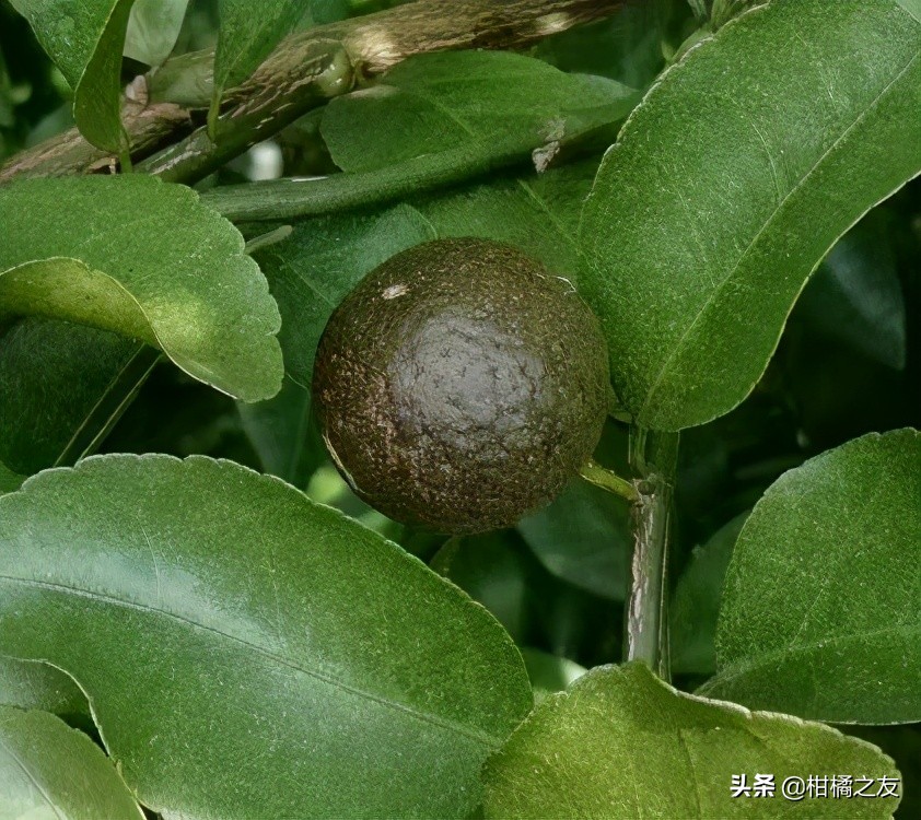 柑橘锈壁虱防治最佳时间,为什么锈壁虱危害后的乌柑更甜