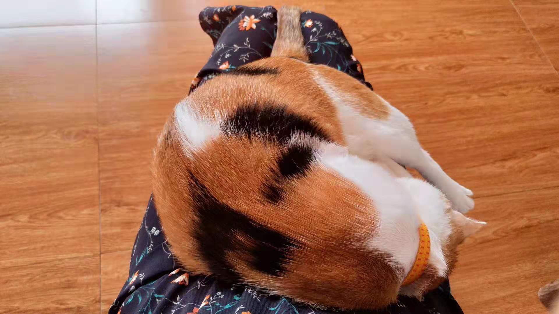 为啥猫脏,养猫怎么保持猫咪干净家庭干净