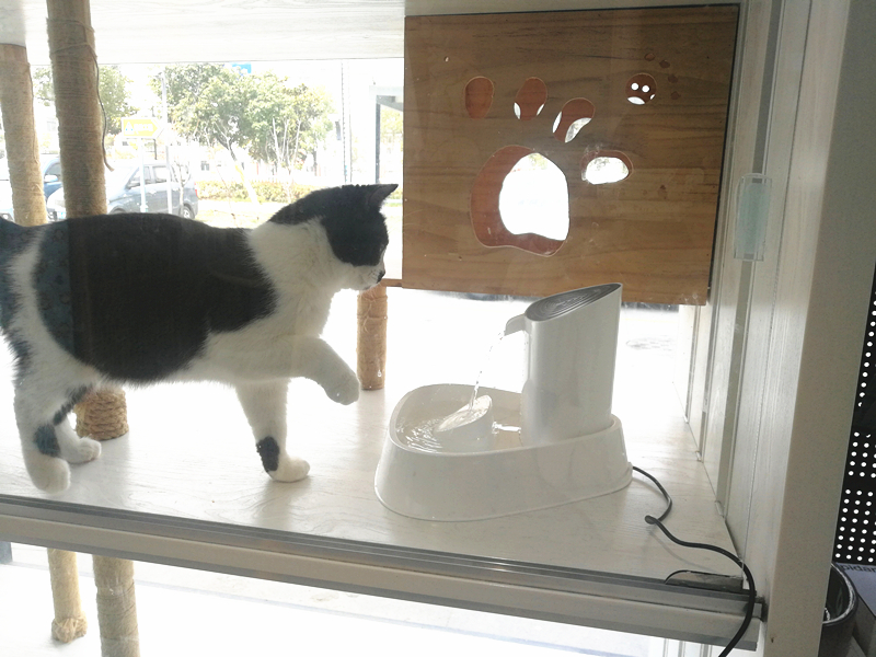 猫咪喝水自动饮水机,猫咪自动饮水机能让猫咪喝水