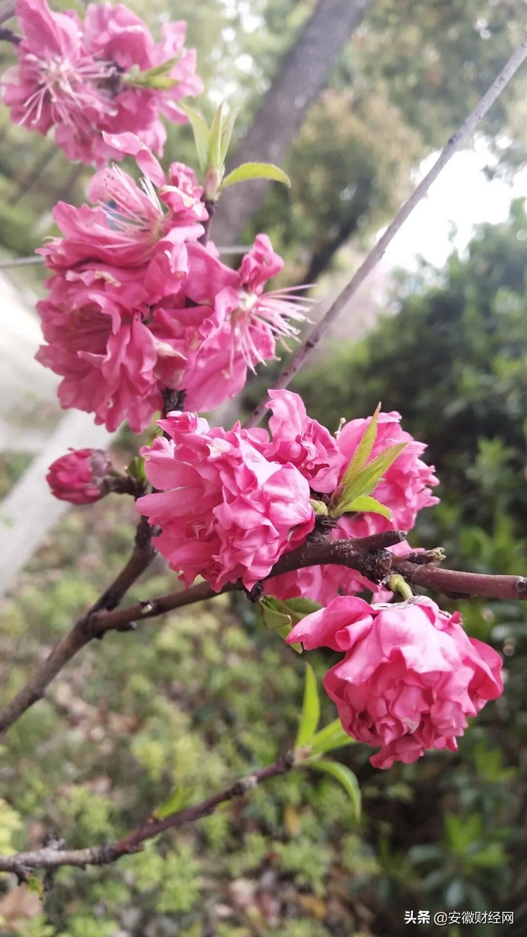 花都开好了现场完整版,花都开好了合唱合拍