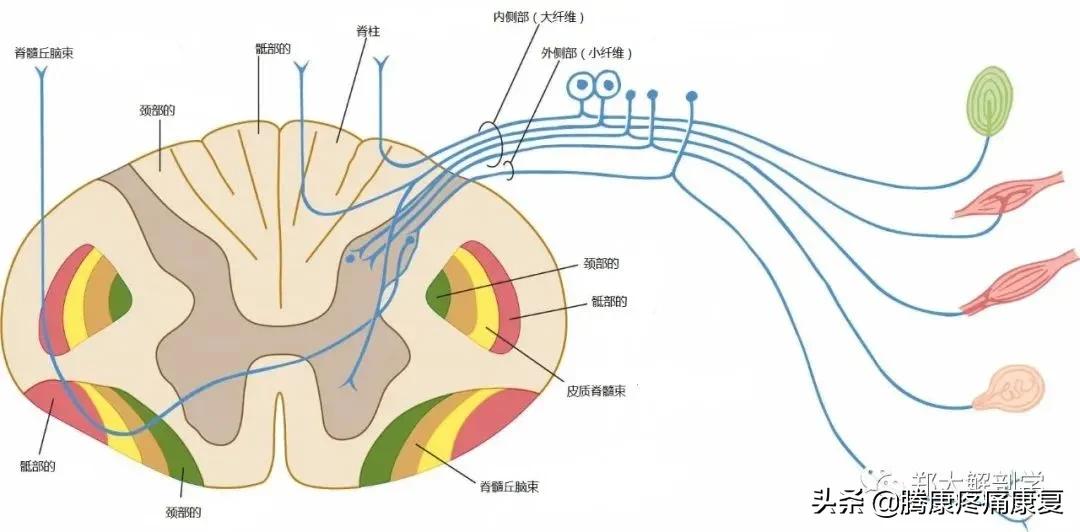 最全!脊神经系统汇总