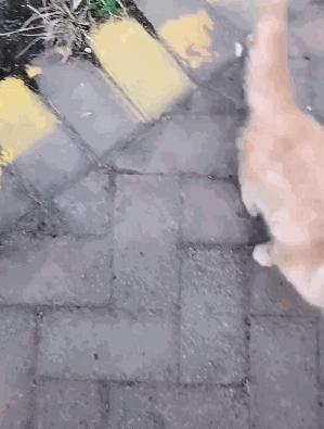 救助流浪猫加菲猫,被遗弃刚出生不久的加菲猫