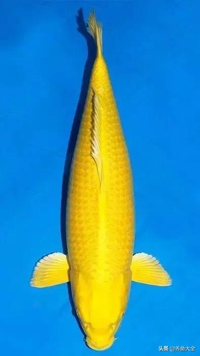 德系锦鲤品种图片,丹顶孔雀锦鲤品种