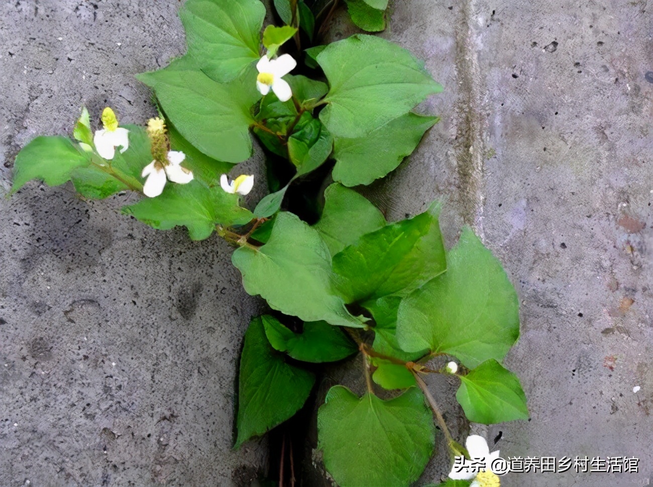 折耳根不好吃,折耳根不新鲜