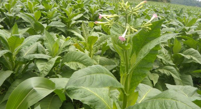 福建省龙岩烟草,龙岩中国烟草