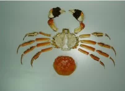 你不知道的13个螃蟹冷知识,螃蟹的冷知识有多可怕