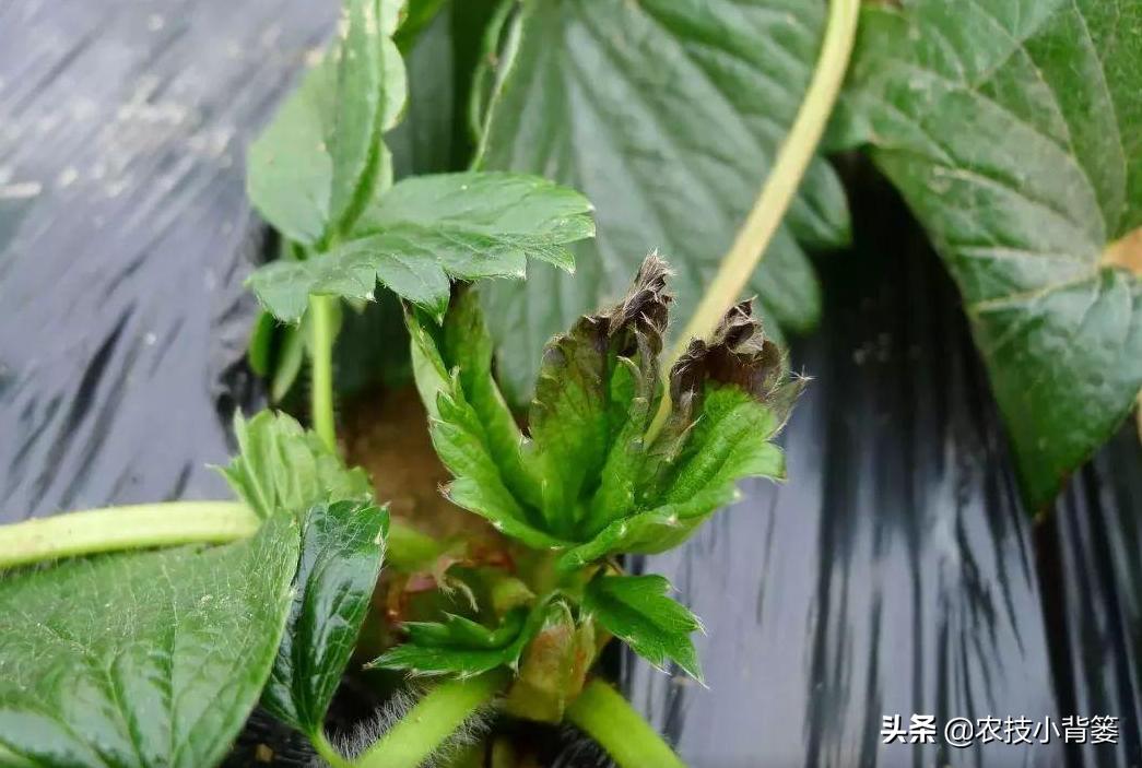 钙肥用了可不少，为啥作物补钙效果差？果实为啥还会裂口和烂果？