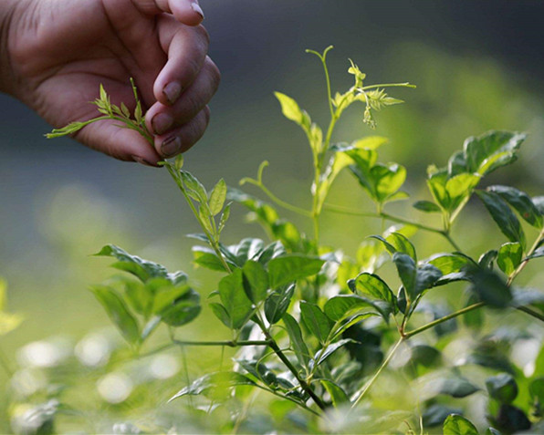 土家深山的富硒藤茶,大山里的原生态野生藤茶