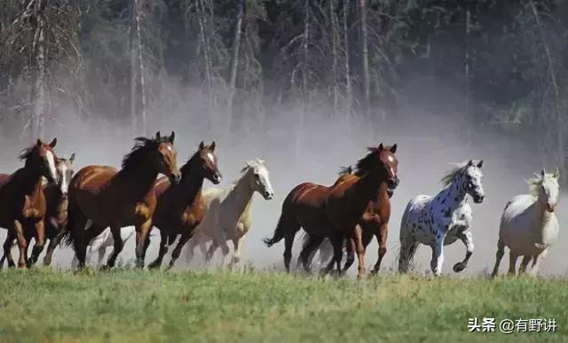 揭秘汗血宝马,世界上真实的汗血宝马