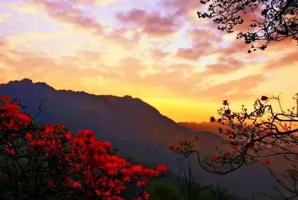 安徽春天去哪看花,安徽春天赏花攻略景点推荐