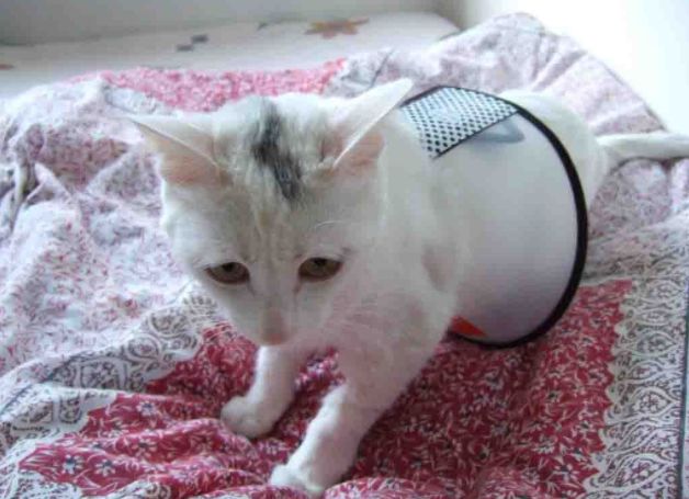 流浪猫耳朵上被剪，网友误以为猫咪被伤害，却发现是为了保护